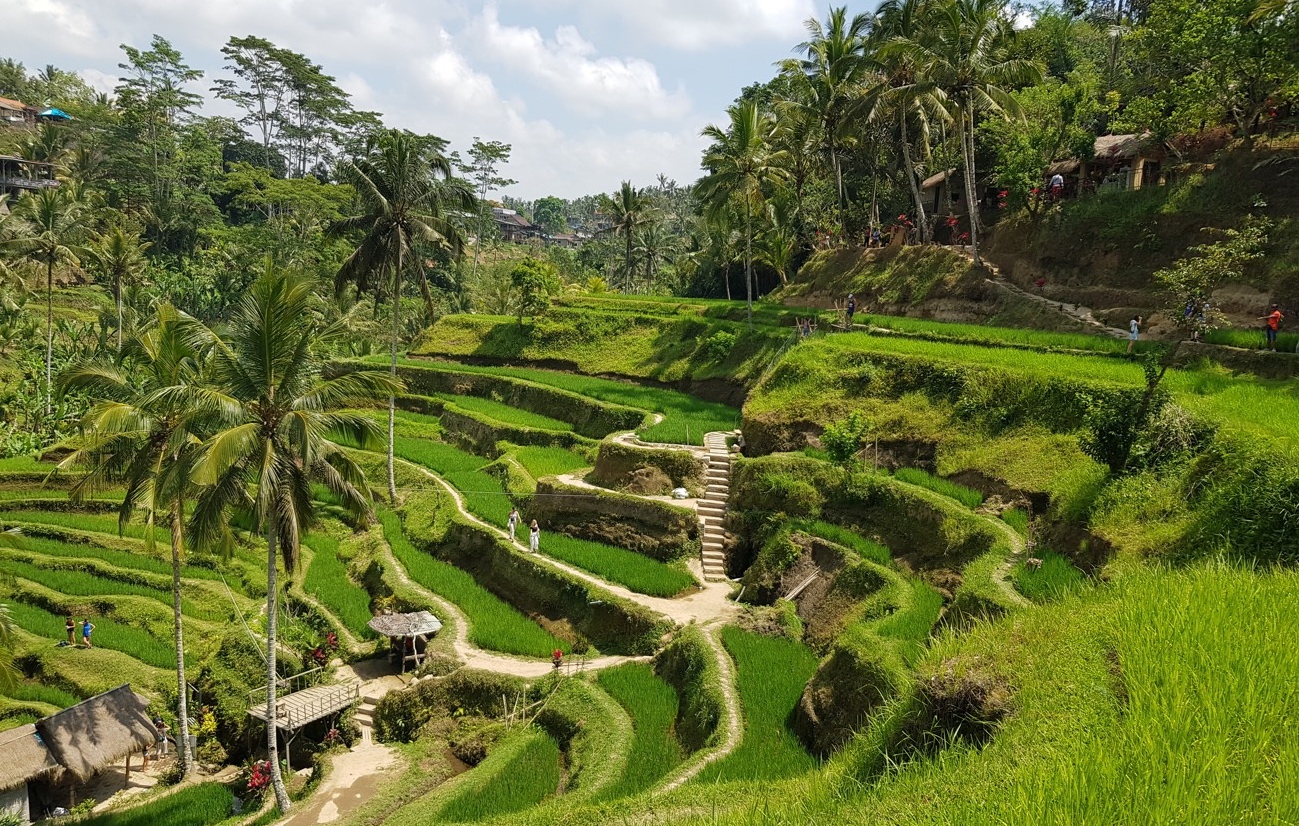 Tegallalang Rice Terraces